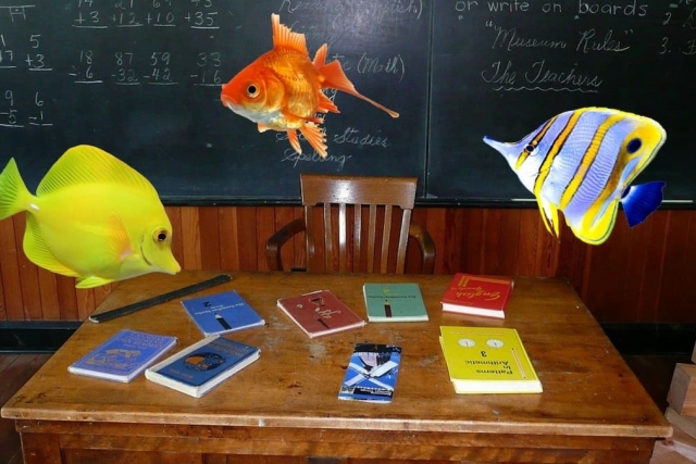 I pesci in cattedra, lezioni innovative per la primaria e la...